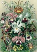 Orchideae, Orchids (Ernst Haeckel) - Muzeo.com