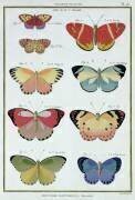 Papillons tirés de l'Histoire Naturelle des Insectes (Robert Bénard) - Muzeo.com
