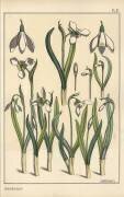 Perce-neige (Eugène Grasset) - Muzeo.com