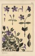 Pervenche (Eugène Grasset) - Muzeo.com