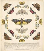 Planche XII, tirée de A Rare Depiction of Butterflies and Moths (Benjamin Wilkes) - Muzeo.com