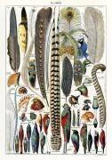 Plumes (Adolphe Millot) - Muzeo.com