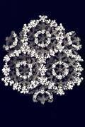Porites furcata (Ernst Haeckel) - Muzeo.com