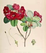 Rhododendron thomsonii (Joseph Dalton Hooker) - Muzeo.com