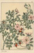 Rose sauvage (Eugène Grasset) - Muzeo.com