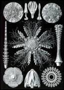 Sea Urchins and Sand Dollars (Ernst Haeckel) - Muzeo.com