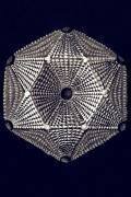 Thamnastraca arachnoides (Ernst Haeckel) - Muzeo.com