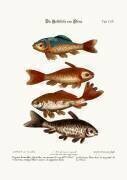 The Goldfish from China, 1749-73 (coloured engraving) (George Edwards) - Muzeo.com