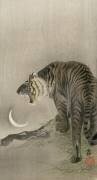 Tigre rugissant et croissant de lune (Ohara Koson) - Muzeo.com