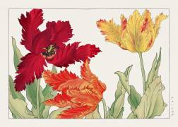 Tulipe perroquet (Tanigami Kônan) - Muzeo.com