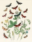 Un kaléidoscope de papillons et de chenilles qui voltigent (William Forsell Kirby) - Muzeo.com
