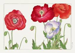 Vieille fleur de pavot (Tanigami Kônan) - Muzeo.com