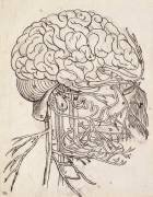 Cerveau, cervelet et nerfs crâniens de l'homme vus de côté (Charles Le Brun) - Muzeo.com