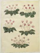 Cyclamen purprascens de l'album Gottorfer Codex (Hans Simon Holtzbecker) - Muzeo.com