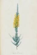 Description des plantes rares que l'on cultive à Navarre et à Malmaison (Pierre Joseph Redouté) - Muzeo.com