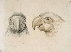 Deux têtes de perroquets (Charles Le Brun) - Muzeo.com
