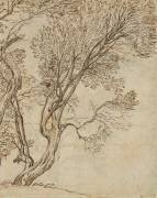Etude de deux arbres grêles (Claude Gellée) - Muzeo.com