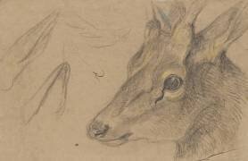 Etude d'une tête de chevreuil ou d'antilope, tournée vers la gauche (Pieter Boel) - Muzeo.com