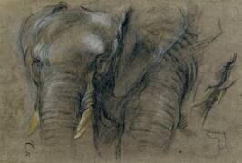 Etude d'une tête d'éléphant (Pieter Boel) - Muzeo.com