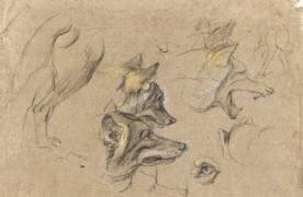 Etudes de têtes de loups et de détails du corps (Pieter Boel) - Muzeo.com