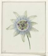 Fleur de Passion (Jean Bernard) - Muzeo.com