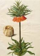 Fritilleria imperialis de l'album Gottorfer Codex (Hans Simon Holtzbecker) - Muzeo.com