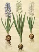 Hyacinthoides orientalis de l'album Gottorfer Codex (Hans Simon Holtzbecker) - Muzeo.com