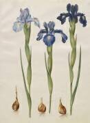 Iris xiphiodes de l'album Gottorfer Codex (Hans Simon Holtzbecker) - Muzeo.com