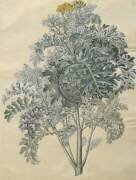 Jacobaea maritima de l'album Gottorfer Codex (Hans Simon Holtzbecker) - Muzeo.com