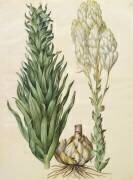 Lilium candidum monstrosum de l'album Gottorfer Codex (Hans Simon Holtzbecker) - Muzeo.com