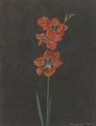 Lys Rouge (F. L. Hoffmann) - Muzeo.com