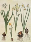 Narcissus tazetta (Hans Simon Holtzbecker) - Muzeo.com