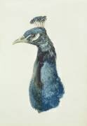 Paon (Joseph Mallord William Turner) - Muzeo.com