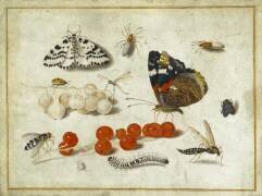 Papillon (Jan van Kessel) - Muzeo.com