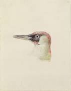 Pivert (Joseph Mallord William Turner) - Muzeo.com
