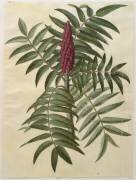 Rhus typhina de l'album Gottorfer Codex (Hans Simon Holtzbecker) - Muzeo.com