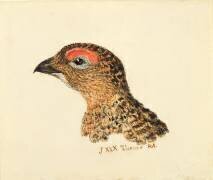 Tête de grouse (Joseph Mallord William Turner) - Muzeo.com