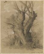 Tronc d'arbres très gros avec deux rameaux (Pierre Henri de Valenciennes) - Muzeo.com