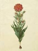 Tulipa gesneriana de l'album Gottorfer Codex (Hans Simon Holtzbecker) - Muzeo.com