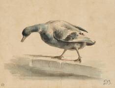 Un canard au bord d'un bassin (Jean-Jacques de Boissieu) - Muzeo.com