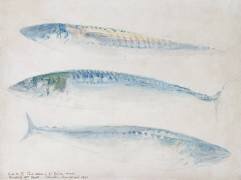 Une esquisse de trois maquereaux (Joseph Mallord William Turner) - Muzeo.com