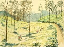 Cueilleurs de thé près d'Ella (Wilson Clive) - Muzeo.com