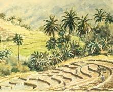 Dunhinda (Wilson Clive) - Muzeo.com