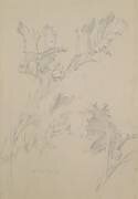 Feuilles de pavot (Albert Williams) - Muzeo.com