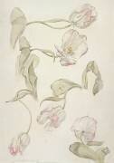 Tulipes (Albert Williams) - Muzeo.com