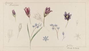 Anémones et scilles (Emile Gallé) - Muzeo.com
