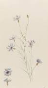 Bleuets (Emile Gallé) - Muzeo.com