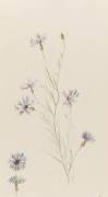 Bleuets (Emile Gallé) - Muzeo.com