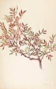Branche de lentisque (Emile Gallé) - Muzeo.com