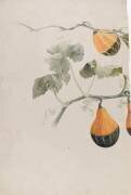 Coloquinte (cucurbitacées) - Etude de motif pied de lampe (Emile Gallé) - Muzeo.com